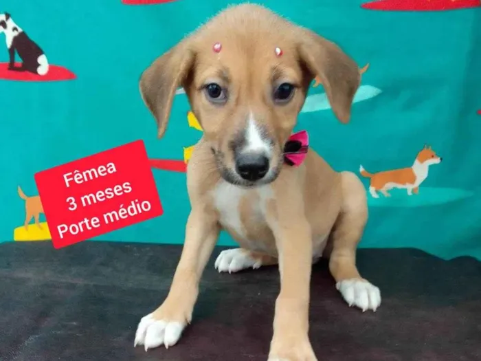 Cachorro raça SRD-ViraLata idade 2 a 6 meses nome Milla