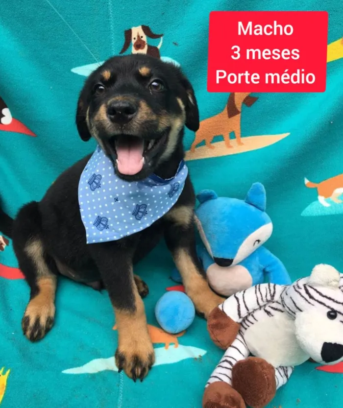 Cachorro raça SRD-ViraLata idade 2 a 6 meses nome Breno