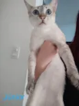 Júnior