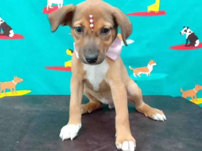 Cachorro raça SRD-ViraLata idade 2 a 6 meses nome Dudinha