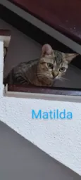 Matilda 