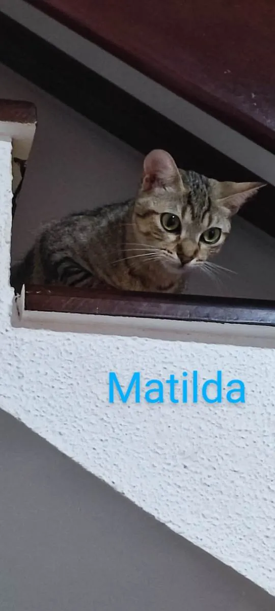 Gato ra a SRD-ViraLata idade 7 a 11 meses nome Matilda 