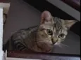 Matilda