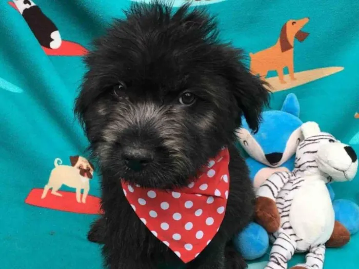 Cachorro raça SRD-ViraLata idade 2 a 6 meses nome Lucas 