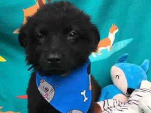 Cachorro raça SRD-ViraLata idade 2 a 6 meses nome Dilan 