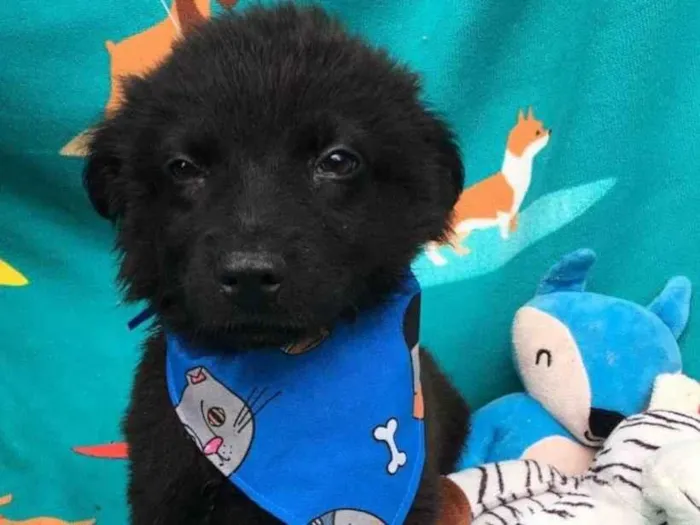 Cachorro raça SRD-ViraLata idade 2 a 6 meses nome Dilan 