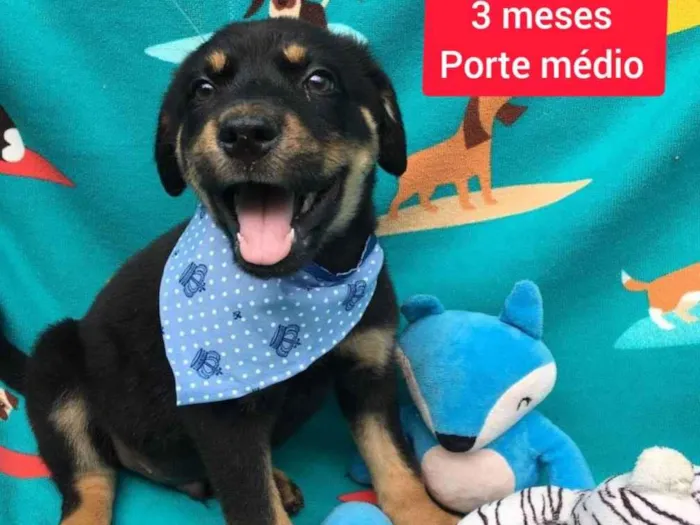 Cachorro raça SRD-ViraLata idade 2 a 6 meses nome Breno