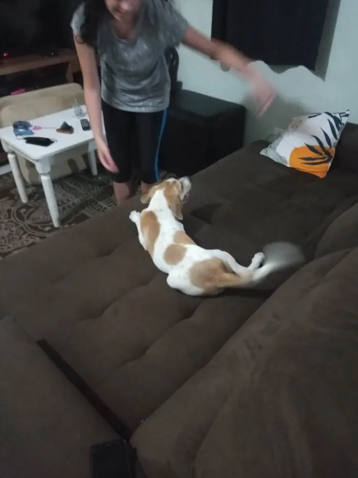 Cachorro raça beagle idade 2 a 6 meses nome Hulk