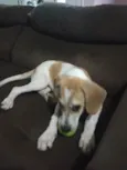 Cachorro raça beagle idade 2 a 6 meses nome Hulk