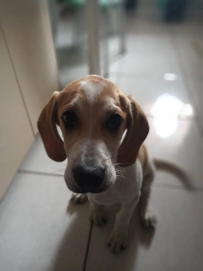 Cachorro raça beagle idade 2 a 6 meses nome Hulk