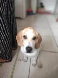 Cachorro raça beagle idade 2 a 6 meses nome Hulk