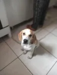 Cachorro raça beagle idade 2 a 6 meses nome Hulk