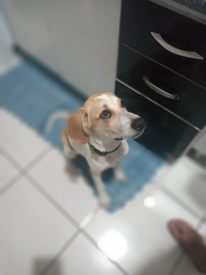 Cachorro raça beagle idade 2 a 6 meses nome Hulk