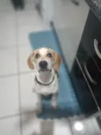 Cachorro raça beagle idade 2 a 6 meses nome Hulk