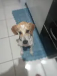 Cachorro raça beagle idade 2 a 6 meses nome Hulk