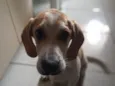 Cachorro raça beagle idade 2 a 6 meses nome Hulk