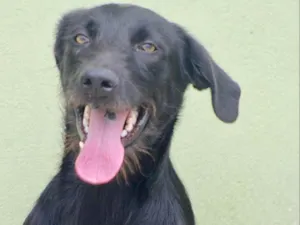 Cachorro raça  idade 3 anos nome Bolt