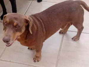 Cachorro raça  idade 4 anos nome Toddy