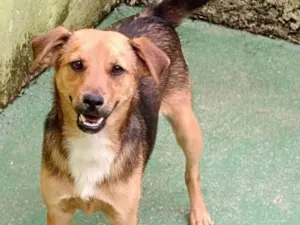 Cachorro raça  idade 7 a 11 meses nome Toby Filhote