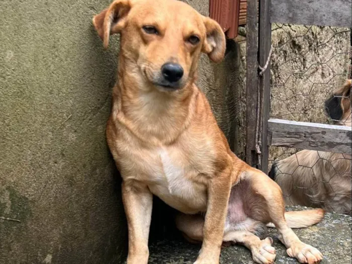 Cachorro ra a SRD-ViraLata idade 2 anos nome marronzim