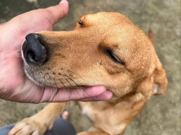 Cachorro ra a SRD-ViraLata idade 2 anos nome marronzim