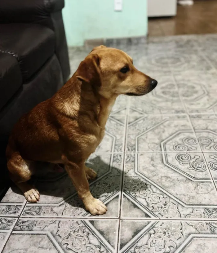 Cachorro ra a SRD-ViraLata idade 2 anos nome marronzim