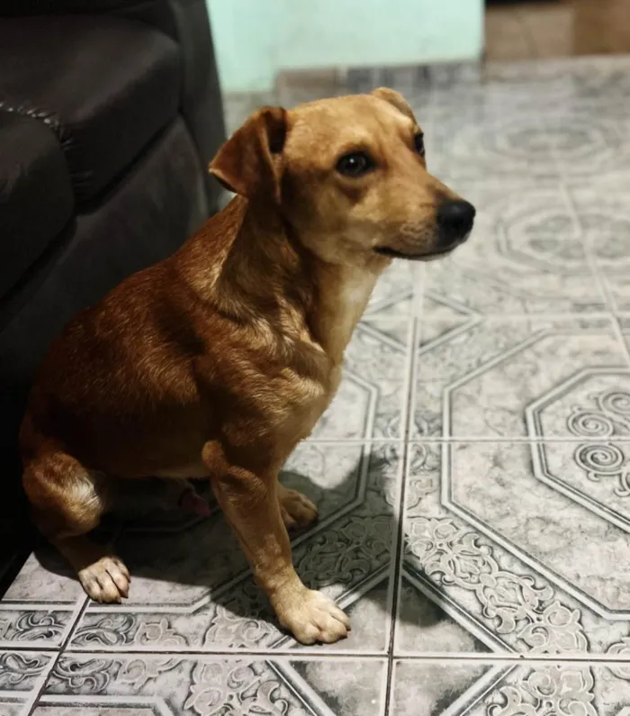 Cachorro ra a SRD-ViraLata idade 2 anos nome marronzim