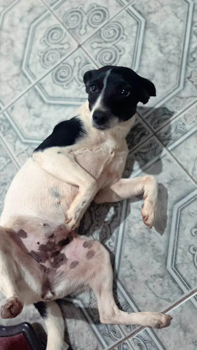 Cachorro ra a SRD-ViraLata idade 3 anos nome Mon Laferte "Mon"