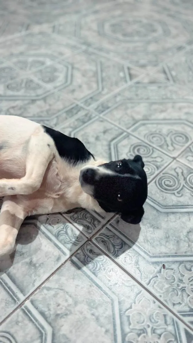 Cachorro ra a SRD-ViraLata idade 3 anos nome Mon Laferte "Mon"