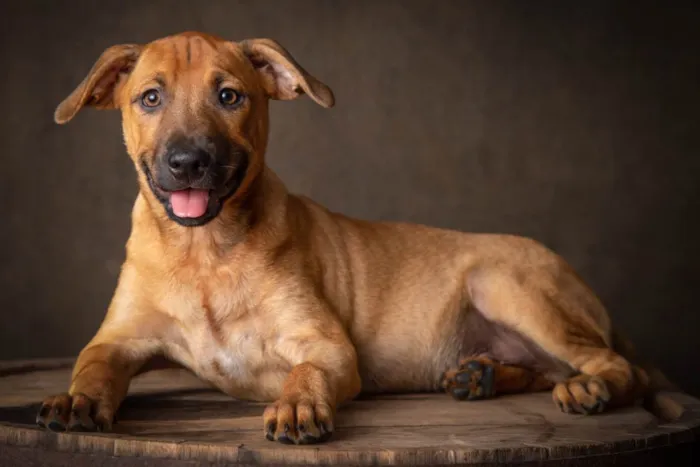 Cachorro ra a SRD-ViraLata idade 2 a 6 meses nome Pistache 