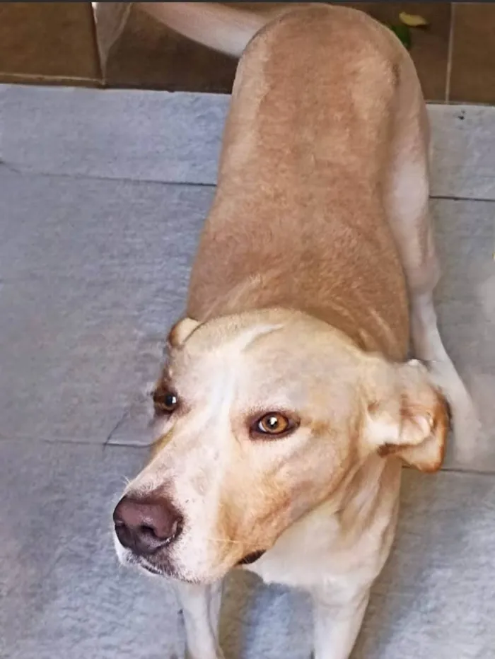 Cachorro ra a SRD-ViraLata idade 2 anos nome Sebastian