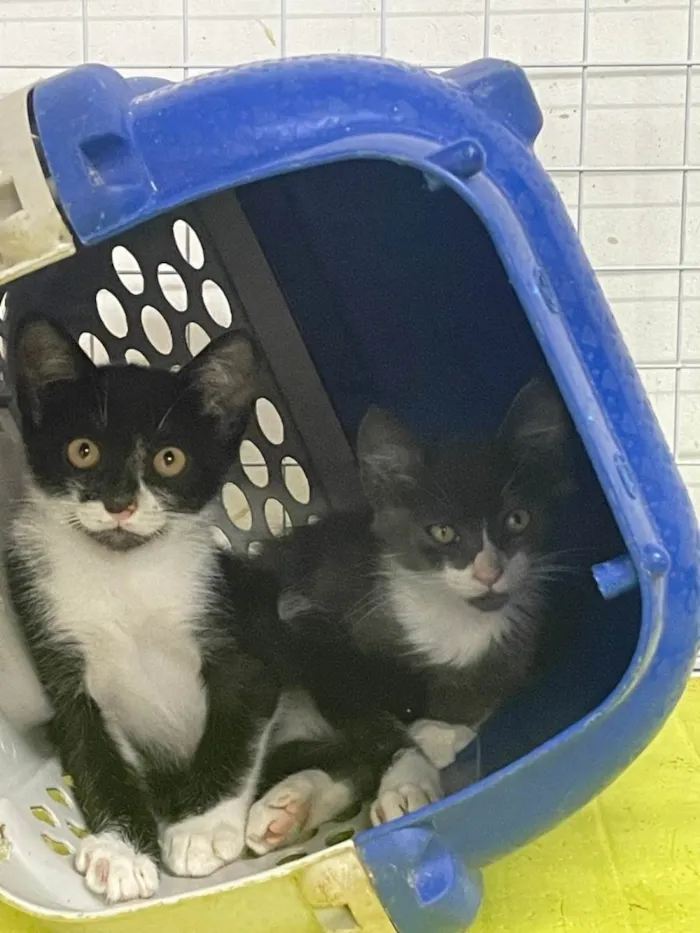 Gato ra a SRD-ViraLata idade 2 a 6 meses nome Waffer e Bauducco 