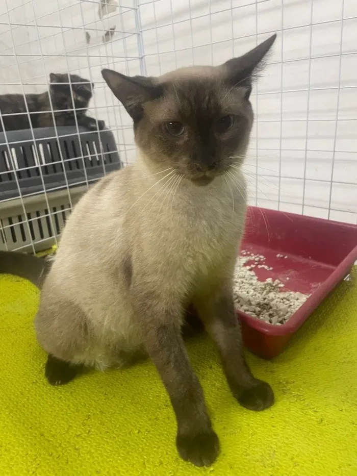 Gato ra a Siamês idade 1 ano nome Tony