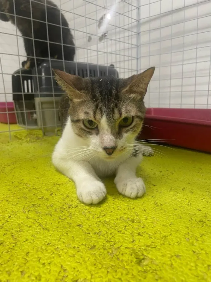 Gato ra a SRD-ViraLata idade 2 anos nome Freddy 