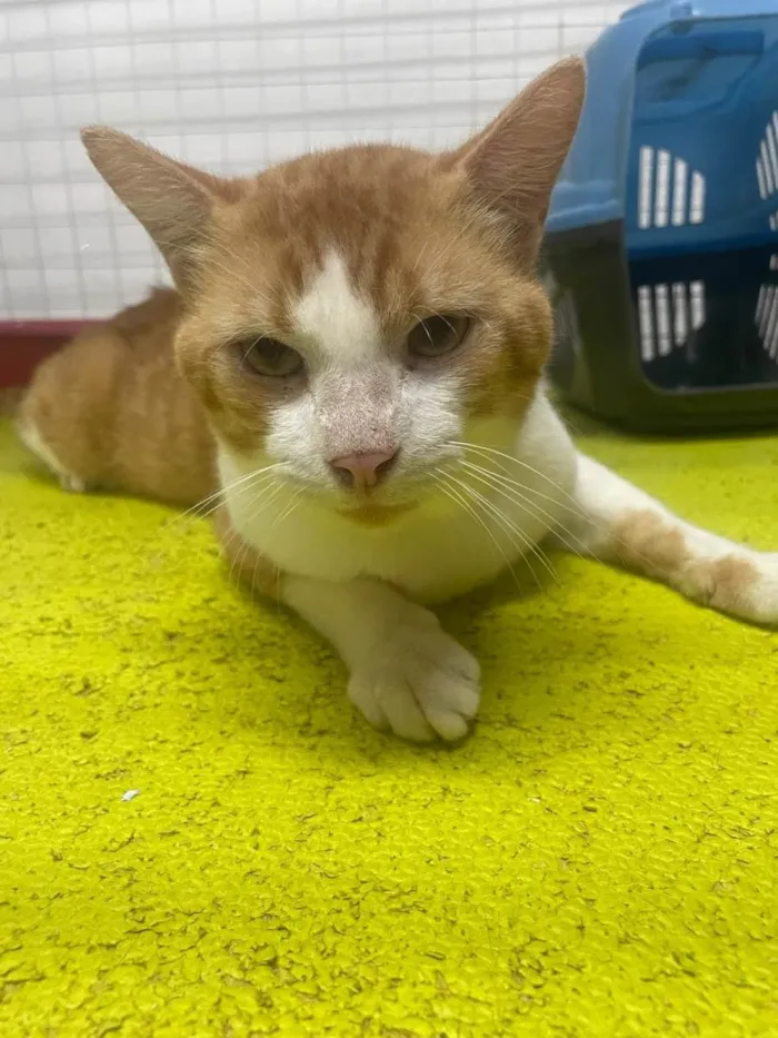 Gato ra a SRD-ViraLata idade 2 anos nome Mercury