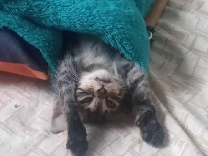 Gato ra a  idade Abaixo de 2 meses nome Tigrinho 