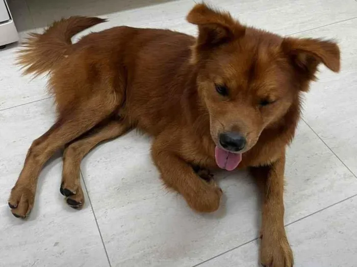 Cachorro ra a SRD-ViraLata idade 2 anos nome Caramelo