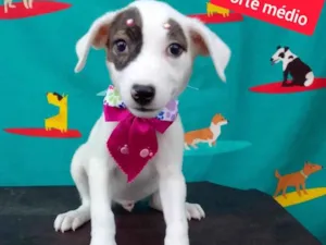 Cachorro raça SRD-ViraLata idade 2 a 6 meses nome Luisa
