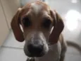 Cachorro raça beagle idade 2 a 6 meses nome Hulk
