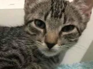 Gato raça SRD-ViraLata idade 2 a 6 meses nome Gatinhas