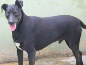 Cachorro raça  idade 4 anos nome Zico Pequeno