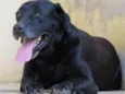 Simba