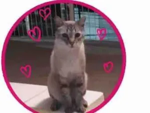 Gato raça SRD-ViraLata idade 2 anos nome Menina 