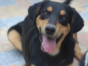 Cachorro raça  idade 1 ano nome Tobias Filhote