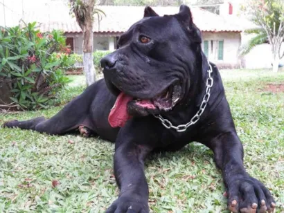 Cachorro raça Cane Corso idade 6 ou mais anos nome Darth Vader