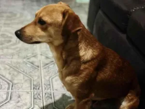 Cachorro raça SRD-ViraLata idade 2 anos nome marronzim