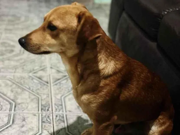 Cachorro ra a SRD-ViraLata idade 2 anos nome marronzim