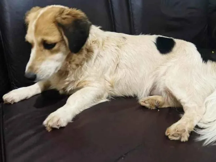 Cachorro ra a SRD-ViraLata idade 3 anos nome Godinha