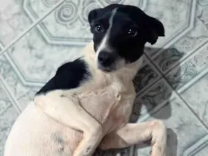 Cachorro raça SRD-ViraLata idade 3 anos nome Mon Laferte "Mon"