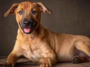 Cachorro raça SRD-ViraLata idade 2 a 6 meses nome Pistache 